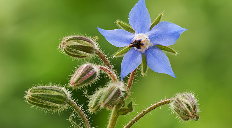 Yekta Herbal Water Article - Borage Water (Aragh Gol Gav Zaban)