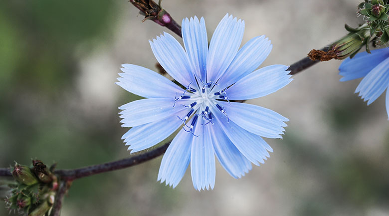 Yekta Herbal Water Article - Chicory Water (Aragh Kasni)
