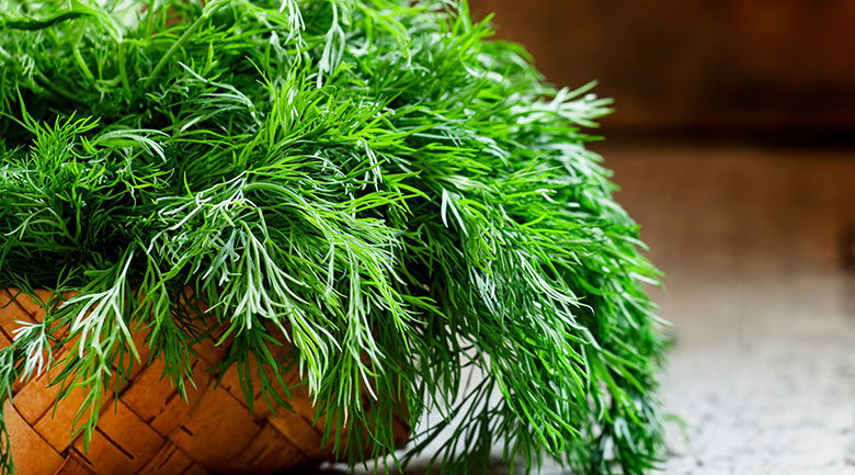 Yekta Herbal Water Article - Dill Weed Water (Aragh Shevid)