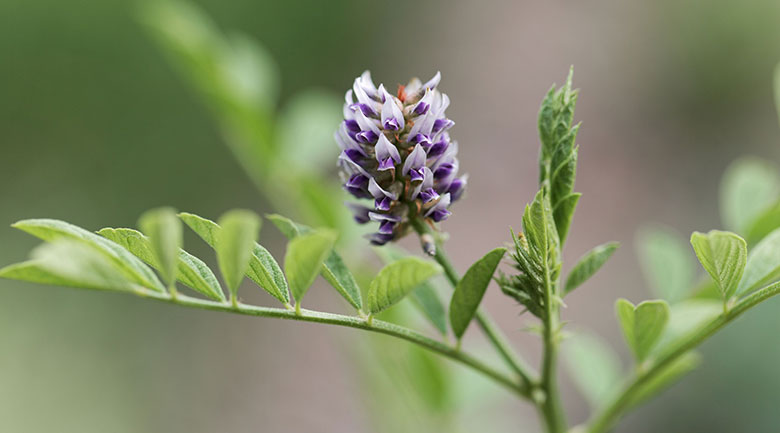 Yekta Herbal Water Article - Licorice Water (Aragh Shirin Bayan)