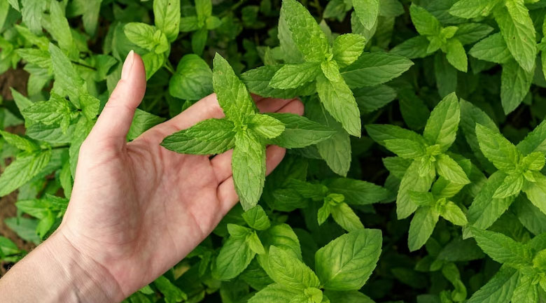 Yekta Herbal Water Article - Mint Water (Aragh Nana)