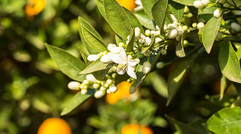 Yekta Herbal Water Article - Orange Blossom Water (Aragh Bahar Narenj)