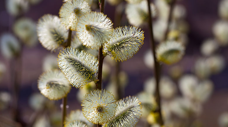 Yekta Herbal Water Article - Willow Water (Aragh Bidmeshk)