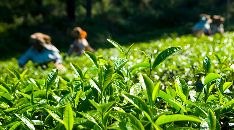 Yekta Persian market - Persian Tea Article - Tea Production